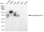 SYPL1 Antibody in Western Blot (WB)