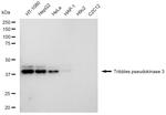 TRIB3 Antibody in Western Blot (WB)