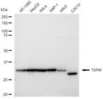 TSFM Antibody in Western Blot (WB)