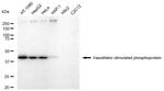 VASP Antibody in Western Blot (WB)
