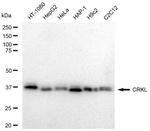 CrkL Recombinant Rabbit Monoclonal Antibody (23GB4735)