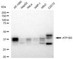 CD298 Recombinant Rabbit Monoclonal Antibody (23GB4740)