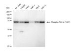 Phospho-PKC alpha (Thr497) Recombinant Rabbit Monoclonal Antibody (23GB4955)