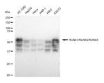 RUNX1/RUNX2/RUNX3 Recombinant Rabbit Monoclonal Antibody (23GB4800)