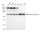 HDAC1 Recombinant Rabbit Monoclonal Antibody (23GB4785)