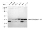 Phospho-p38 MAPK (Thr180) Recombinant Rabbit Monoclonal Antibody (23GB4920)