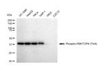 Phospho-PBK (Thr9) Recombinant Rabbit Monoclonal Antibody (23GB4910)
