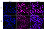 RPA70 Antibody in Immunocytochemistry (ICC/IF)