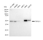 TGF beta-1 Recombinant Rabbit Monoclonal Antibody (23GB4835)