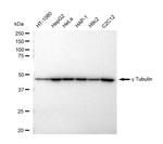 gamma Tubulin Recombinant Rabbit Monoclonal Antibody (23GB4805)
