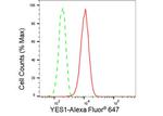 YES1 Antibody in Flow Cytometry (Flow)