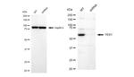 YES1 Antibody