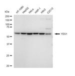 YES1 Antibody in Western Blot (WB)