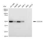 ABRA1 Antibody in Western Blot (WB)