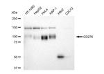 B7-H3 Recombinant Rabbit Monoclonal Antibody (23GB5035)