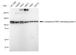 CYFIP1 Antibody in Western Blot (WB)