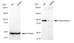 DSC1 Antibody