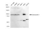 DSC1 Antibody in Western Blot (WB)