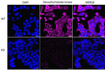 DTYMK Antibody in Immunocytochemistry (ICC/IF)