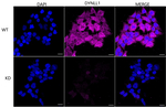 DYNLL1 Antibody in Immunocytochemistry (ICC/IF)