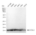 DYNLL1 Recombinant Rabbit Monoclonal Antibody (23GB5245)