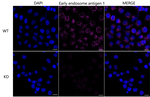 EEA1 Antibody in Immunocytochemistry (ICC/IF)