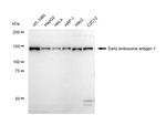 EEA1 Recombinant Rabbit Monoclonal Antibody (23GB5260)