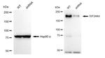 GCN2 Antibody