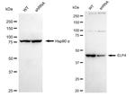 ELP4 Antibody