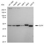 ELP4 Antibody in Western Blot (WB)