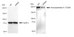 CD249 Antibody
