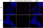 GRASP65 Antibody in Immunocytochemistry (ICC/IF)