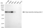 GRASP65 Recombinant Rabbit Monoclonal Antibody (23GB5580)