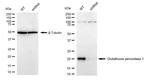 GPX1 Antibody