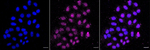 TCEB2 Recombinant Rabbit Monoclonal Antibody (23GB5610)