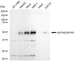 GATA2/GATA3 Recombinant Rabbit Monoclonal Antibody (23GB5730)