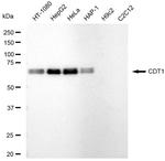 CDT1 Antibody in Western Blot (WB)