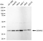 Gemin 2 Recombinant Rabbit Monoclonal Antibody (23GB5835)
