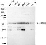 PIST Antibody in Western Blot (WB)