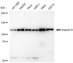 Importin 9 Recombinant Rabbit Monoclonal Antibody (23GB5990)