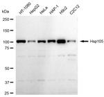 HSP105 Recombinant Rabbit Monoclonal Antibody (23GB6190)