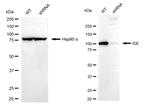 IDE Antibody