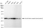 GRB2 Recombinant Rabbit Monoclonal Antibody (23GB6275)