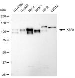 KSR1 Antibody in Western Blot (WB)