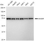 KHSRP Recombinant Rabbit Monoclonal Antibody (23GB6435)