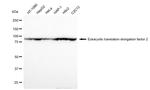 EEF2 Antibody in Western Blot (WB)