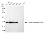 FDPS Antibody in Western Blot (WB)