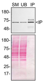 DLAT Antibody in Immunoprecipitation (IP)