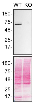 DLAT Antibody