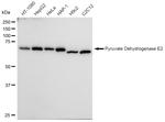 DLAT Antibody in Western Blot (WB)